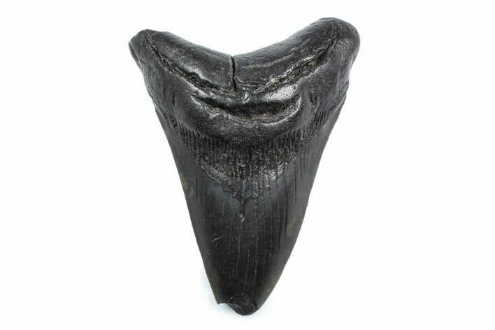Bargain, Fossil Megalodon Tooth - South Carolina #362554